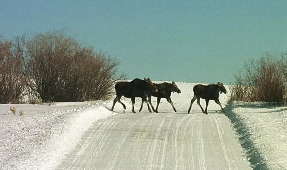 Moose in Maine Will Once Again Be Outfitted With Radio Collars [VIDEO]