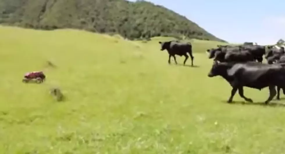 Cows + Remote Control Truck = Funny Stuff! Prepare to See An RC Truck Round-Up! [VIDEO]