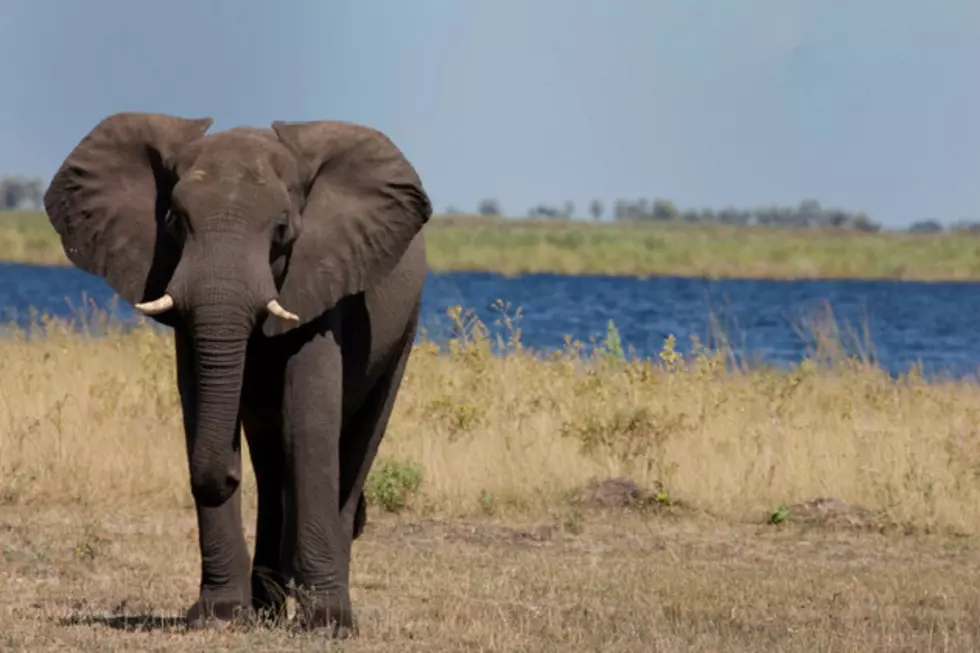 Elephants Surprisingly Dance to Violin Rehearsal Music [VIDEO]