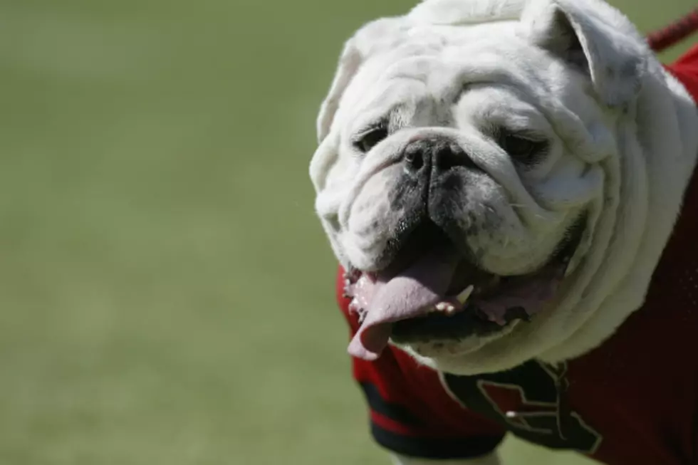 Sweets the Motorcycle Bulldog Wave is Classic [VIDEO]