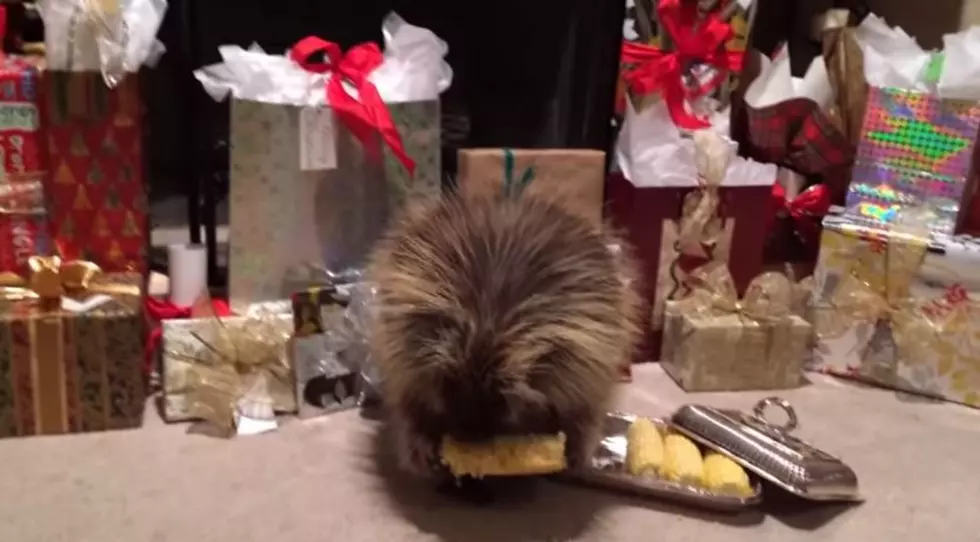 Teddy the Talking Porcupine Loves Christmas Gifts [VIDEO]