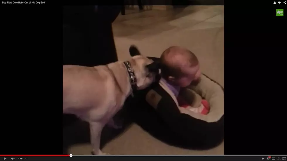 Adorable Battle Between Dog and Baby Over Doggy Bed [VIDEO]