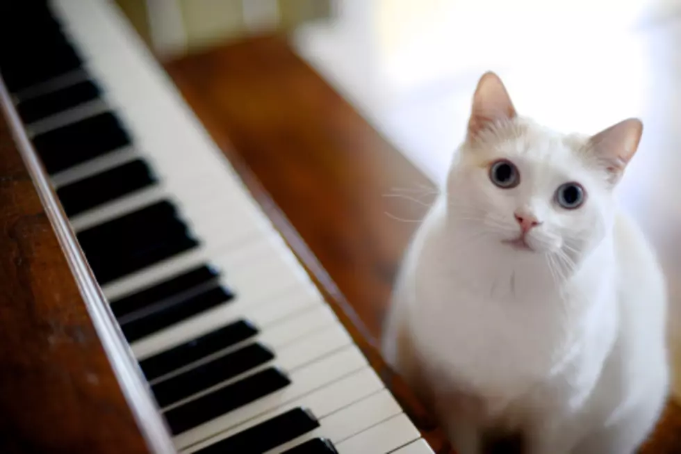 Scientists Have Created Music For Your Feline Friend