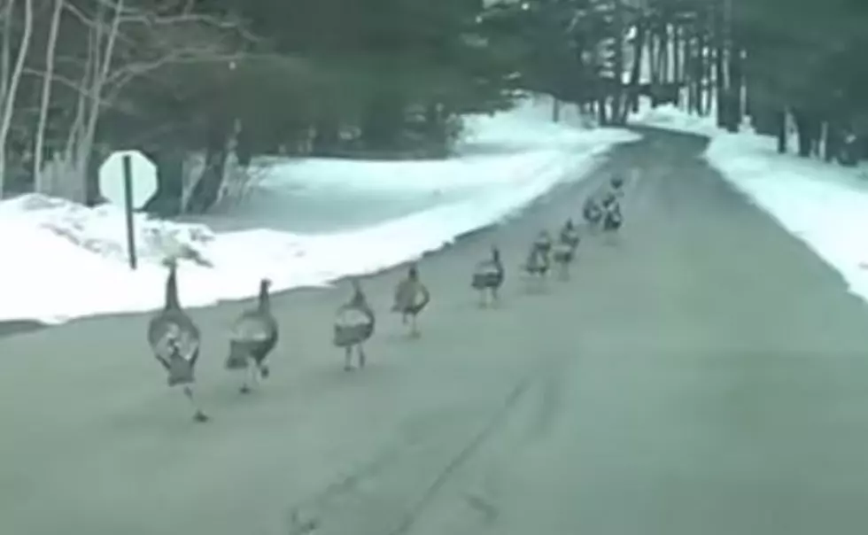 Turkeys Feel Safe in Hampden On St. Patrick’s Day [VIDEO]