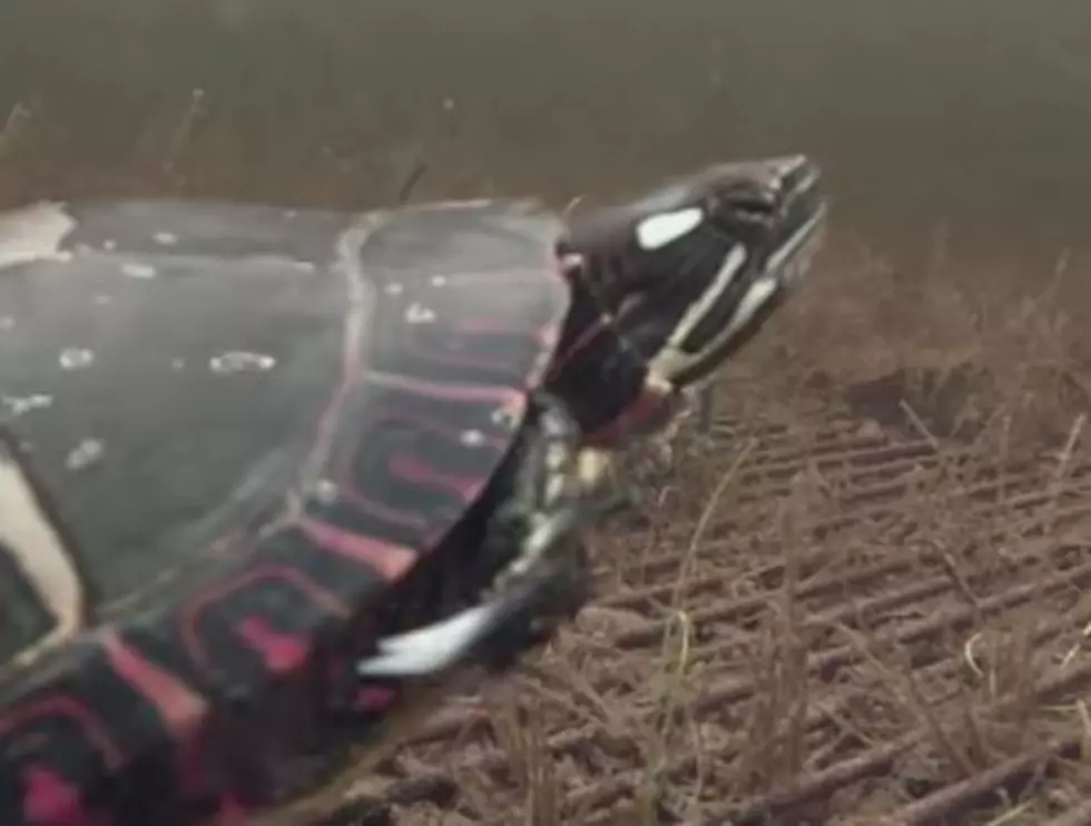 Maine Turtle Eats Steak Dinner at the Bottom of Shad Pond [Video]