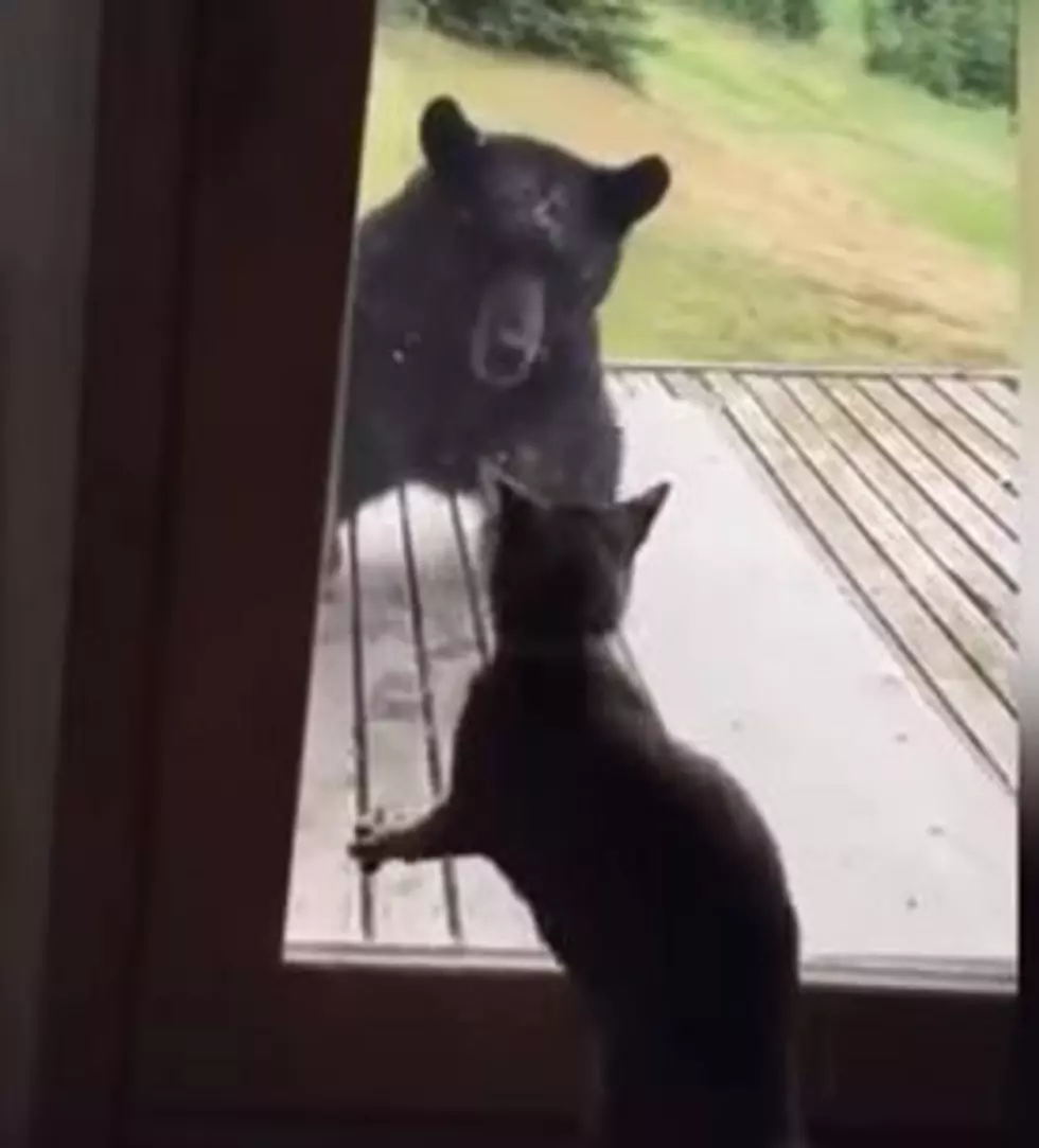 Cat Scares Large Black Bear [VIDEO]