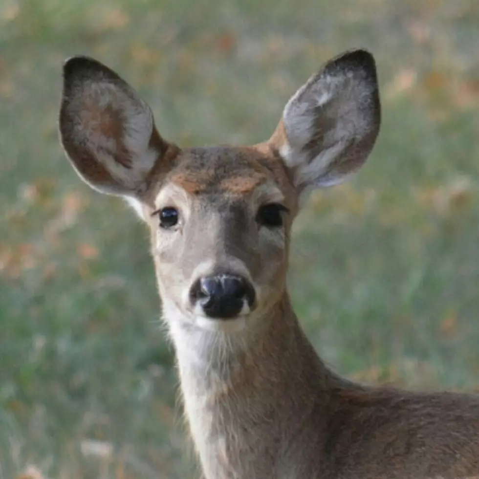 Today is Last Day for Paper Deer Permit Applications