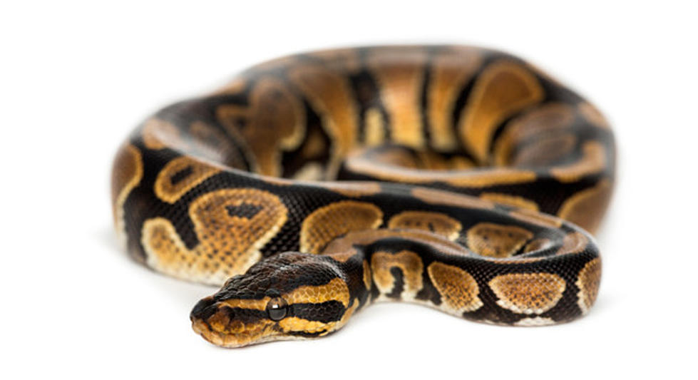 Lost Pet Ad From Orrington Is For a Missing Ball Python
