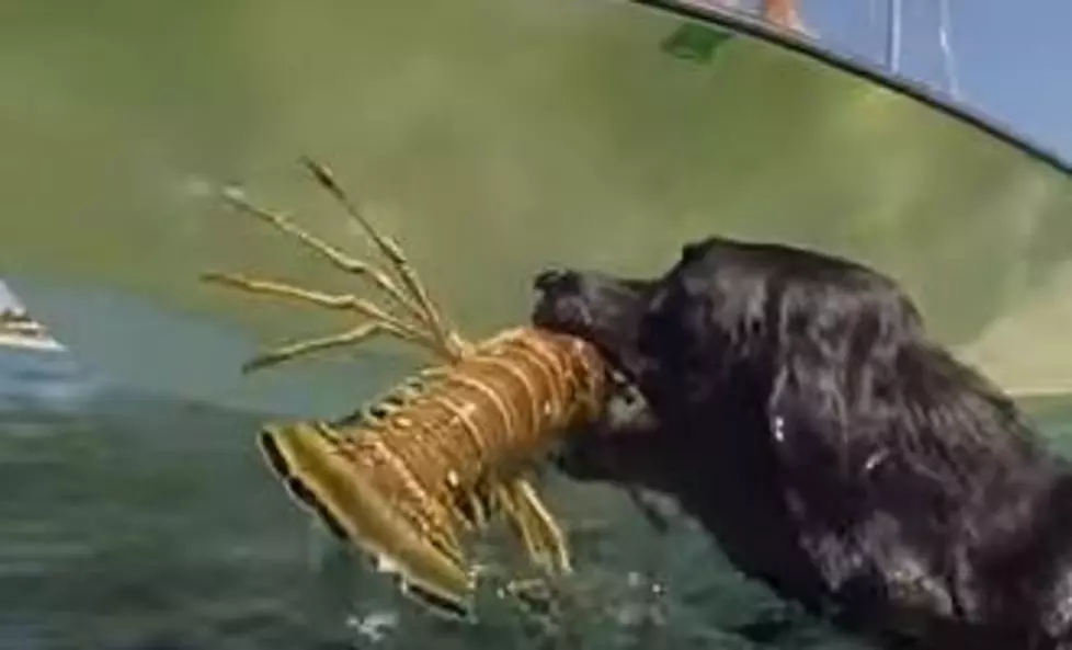 Teach Your Dog to Fetch a Lobster [VIDEO]