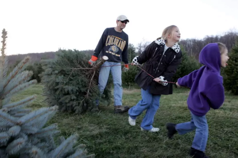 7 Cut-Your-Own Christmas Tree Farms in Penobscot County