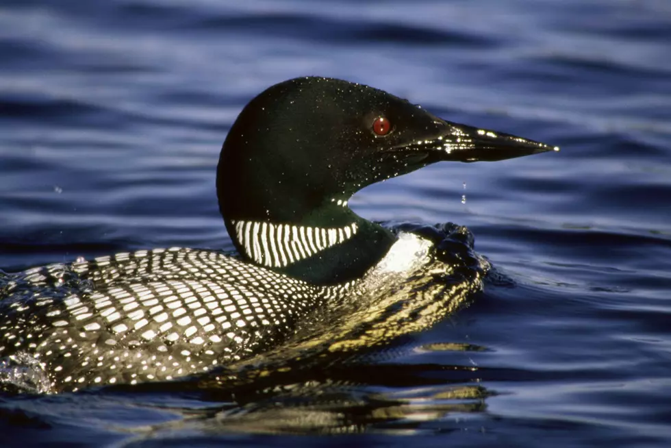 Loon Plate Appreciation Day This Sunday
