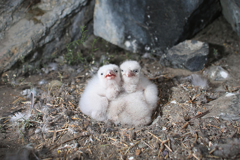 9 Peregrine Falcons Fledge in Acadia National Park