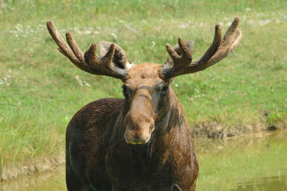 Caribou Man Crashes Friend’s Car In Attempt To Avoid Moose
