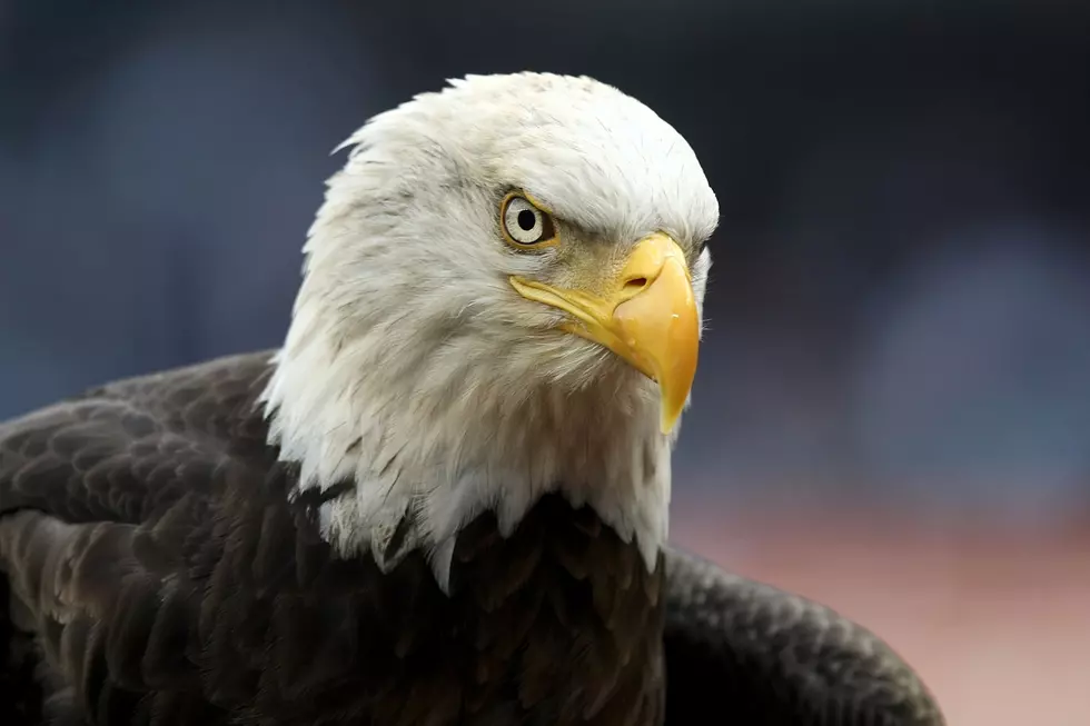 Maine Game Wardens Investigate Shooting Of Juvenile Bald Eagle