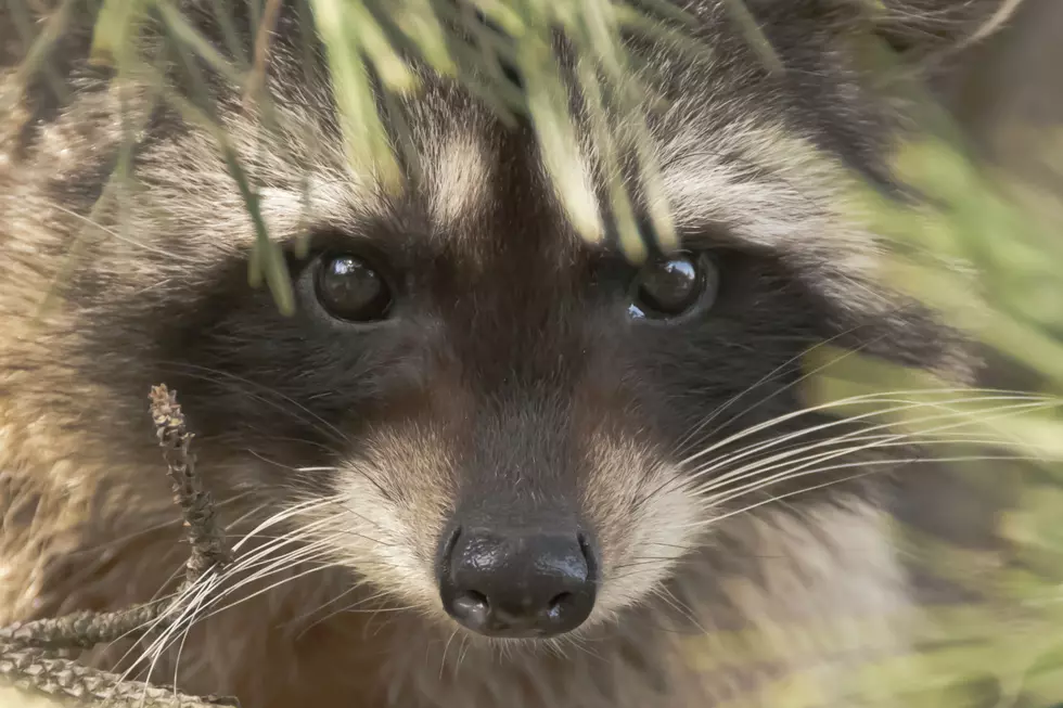 Illegally Housed Rabid Raccoon Bites Two People