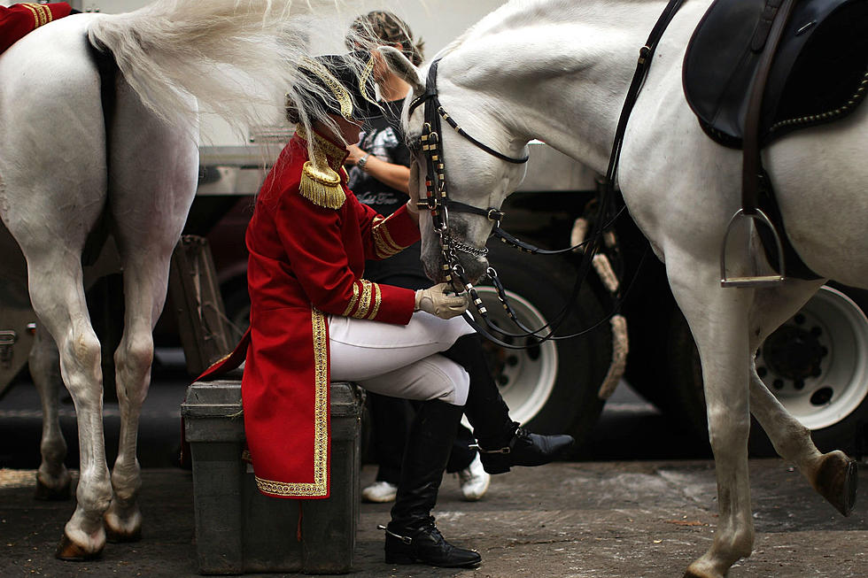 Royal Lipizzan Stallions In Charleston Through The Weekend