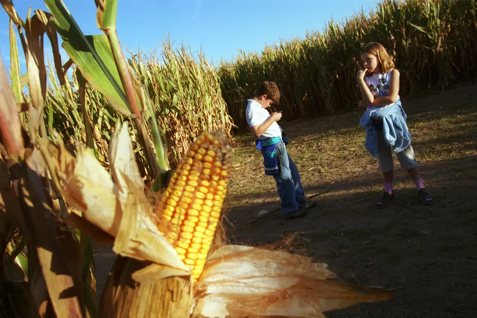 New Paul Bunyan Corn Maze Open for the Season [PHOTO/MAP]