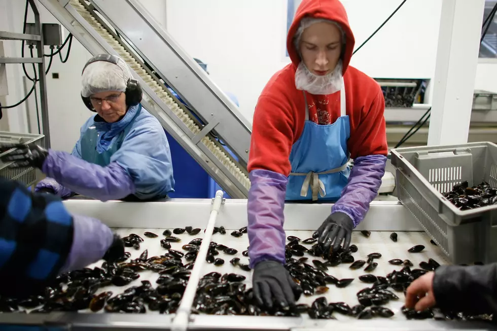 Mussels Harvested From Frenchman Bay Are Being Recalled