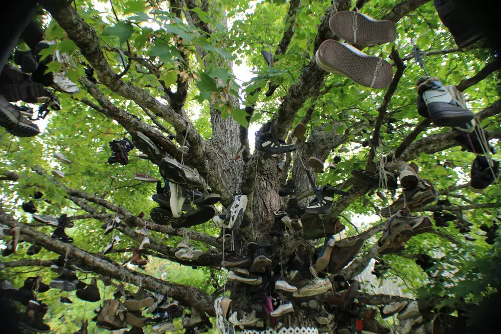 Have You Seen This Huge Shoe Tree In Maine? [PHOTOS]