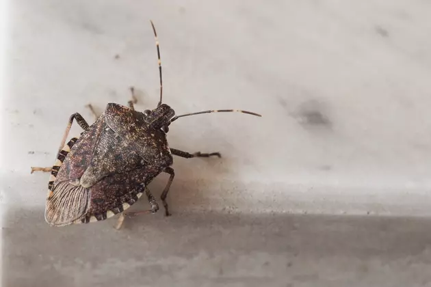 Stink Bugs Are In Maine (+ Want To Come In Your House!)