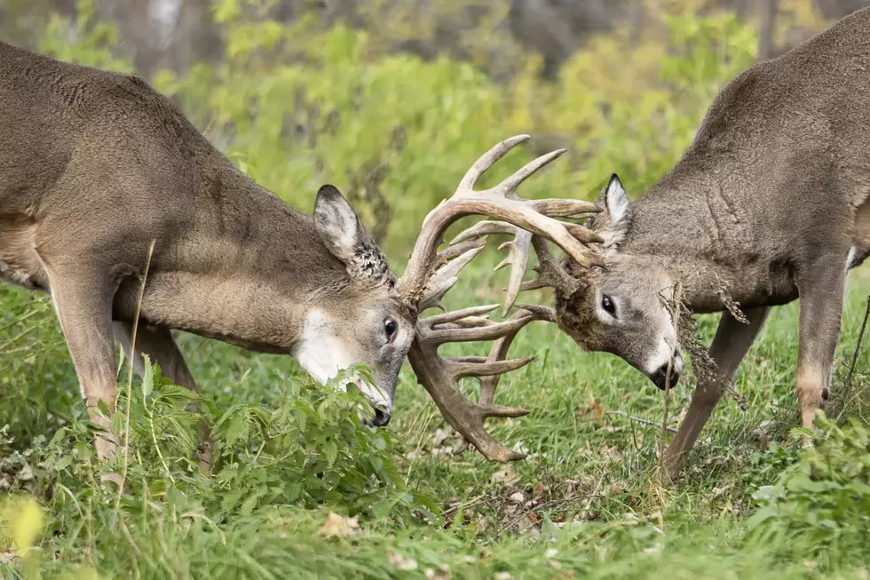 Deer Disease Getting Close To Maine But You Can Help Stop It
