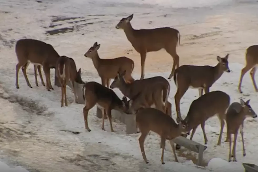 Did You Know There is a Food Pantry for Deer in Brownville? [VIDEO]