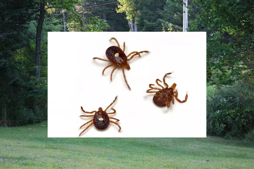 Tick Bite Could Cause Red Meat Allergy