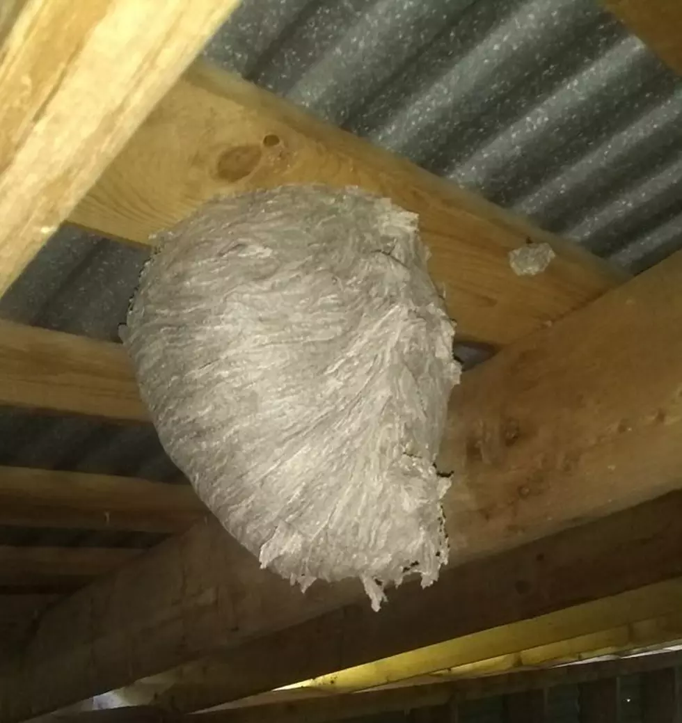 Would You Pay $400 For A Bee&#8217;s Nest?