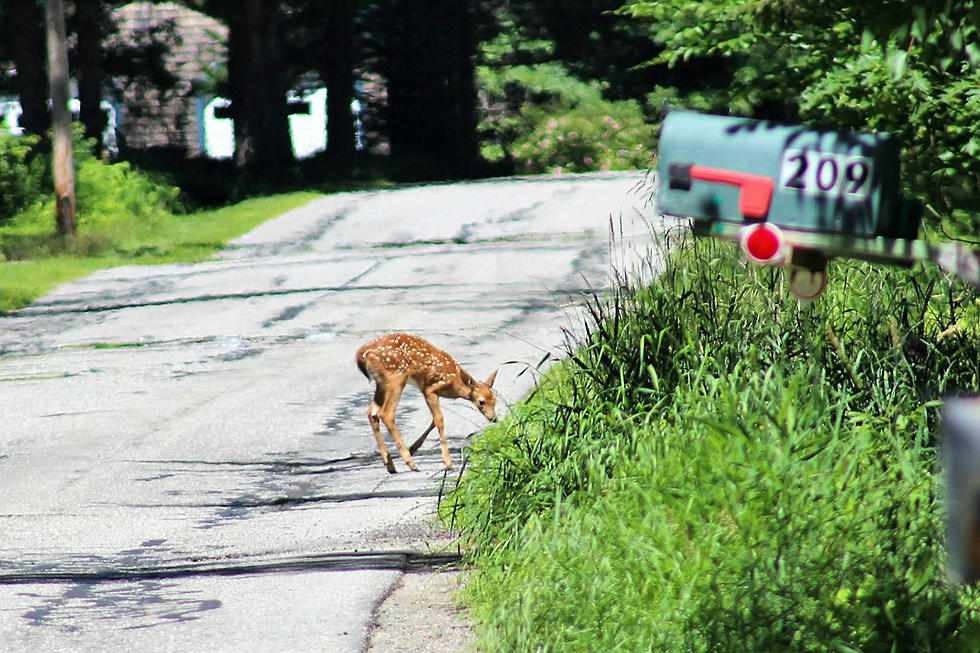 You'll Fawn Over This Wildlife Encounter [VIDEO]