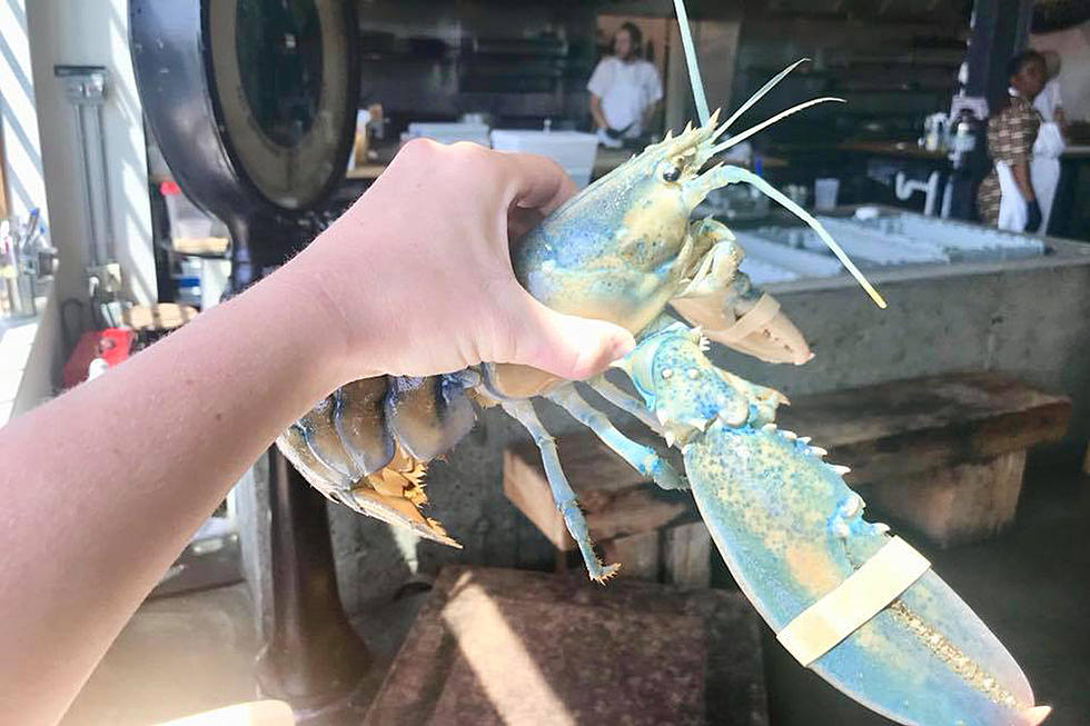 Portland Restaurant Releases Rare Lobster Back Into The Ocean