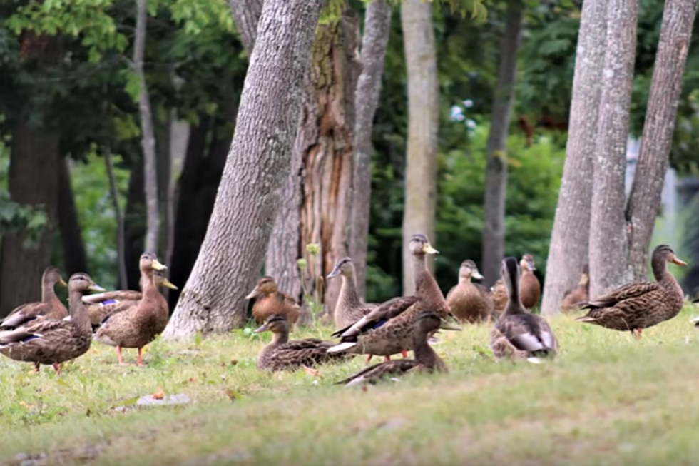 Brewer Riverwalk Has Dozens Of Ducks [VIDEO]