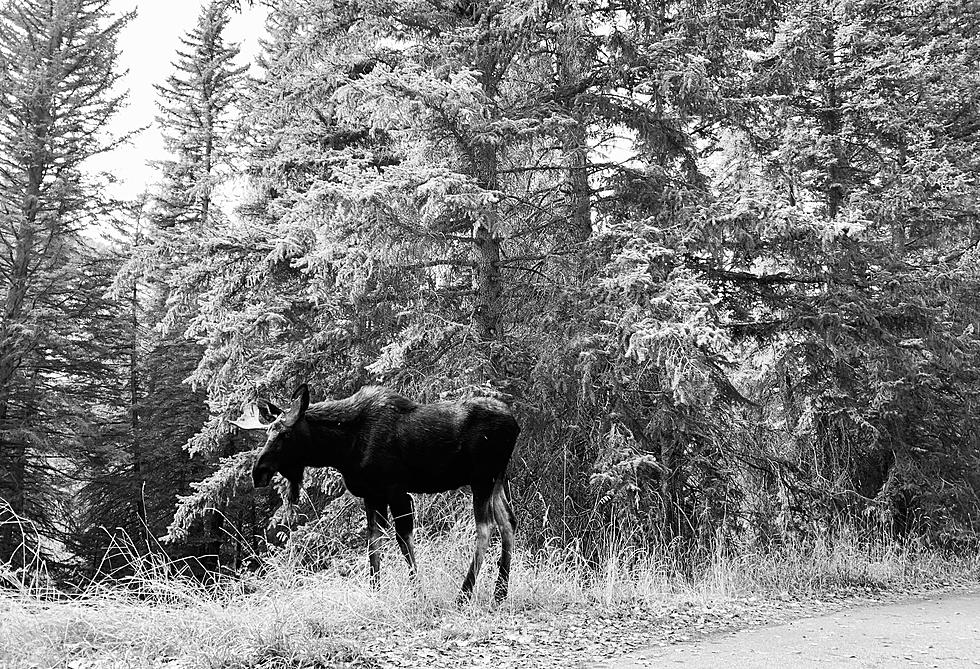Over A Century Ago Newspapers Reported Sightings of Specter Moose in Maine