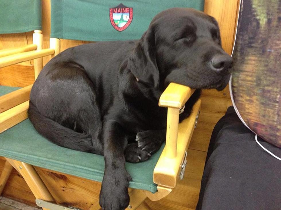 Tundra The Dog Is Retiring From Maine Warden’s Service