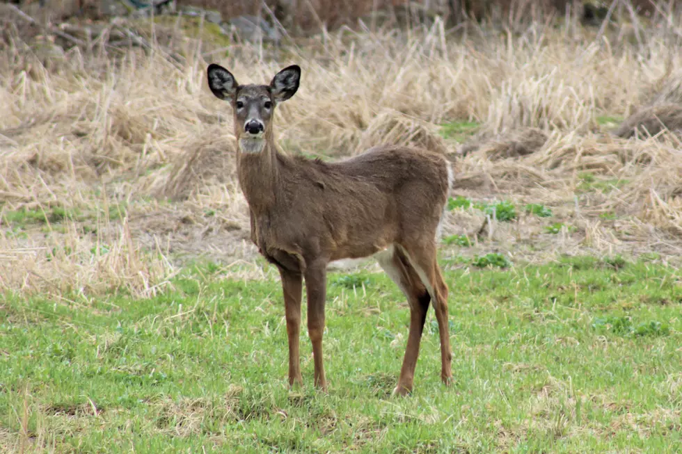 WATCH: Spooked Deer Runs For A Reassuring Kiss [VIDEO]