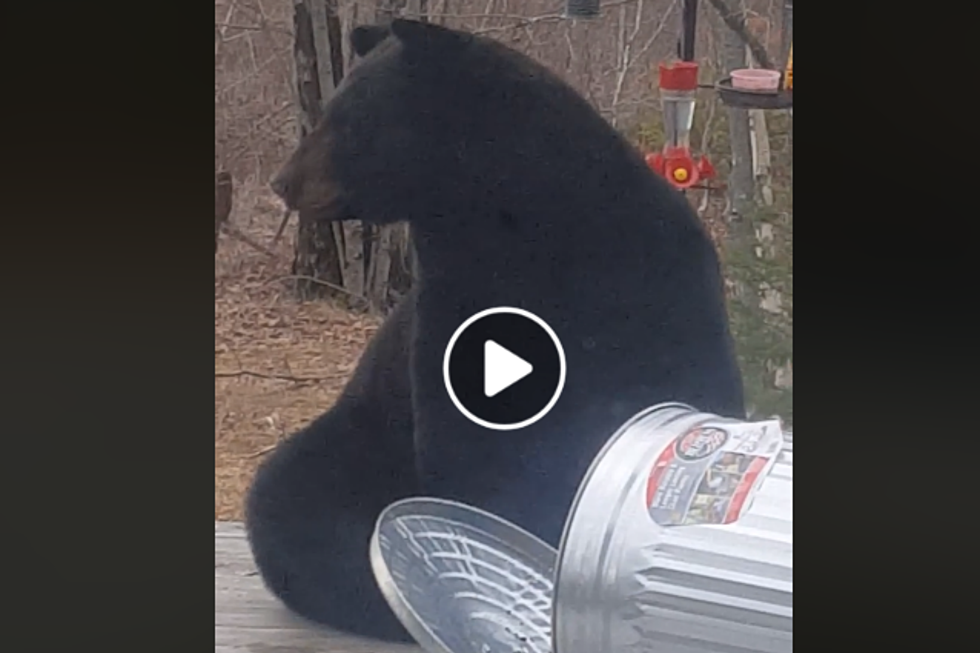 Big Bear In Eddington Enjoys Trash Can Feast [VIDEO]
