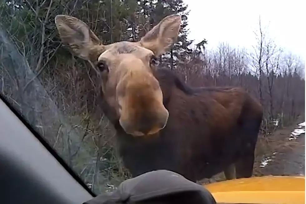 5 Places You’re Most Likely to See Moose in Maine