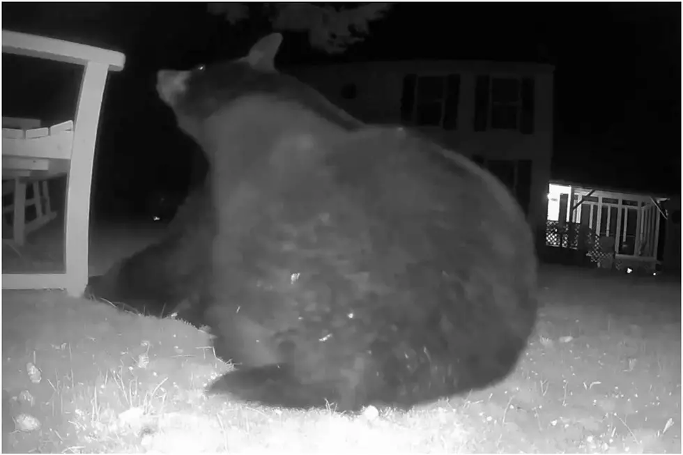 WATCH: Hungry Bear Tries to Eat a Bass Harbor Trail Cam