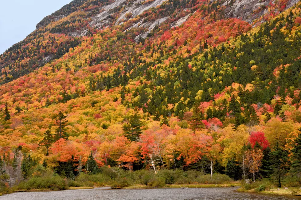 Is It Too Soon To Wonder About Fall Foliage in Maine?
