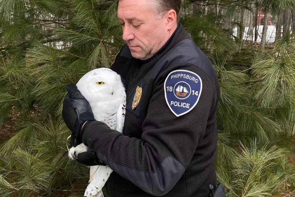 Phippsburg Police Chief Saves Rare Snowy Owl