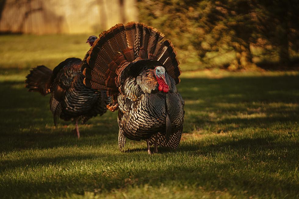 Maine Spring Wild Turkey Youth Hunting Day 2022 This Weekend