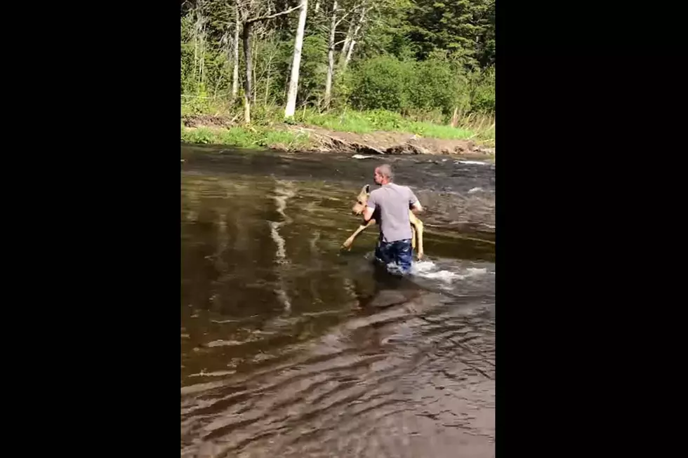 Watch a Man Save Moose Calf from Rushing Maine Stream [VIDEO]