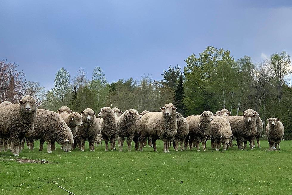 Sheep Shearing Event in Hermon Saturday