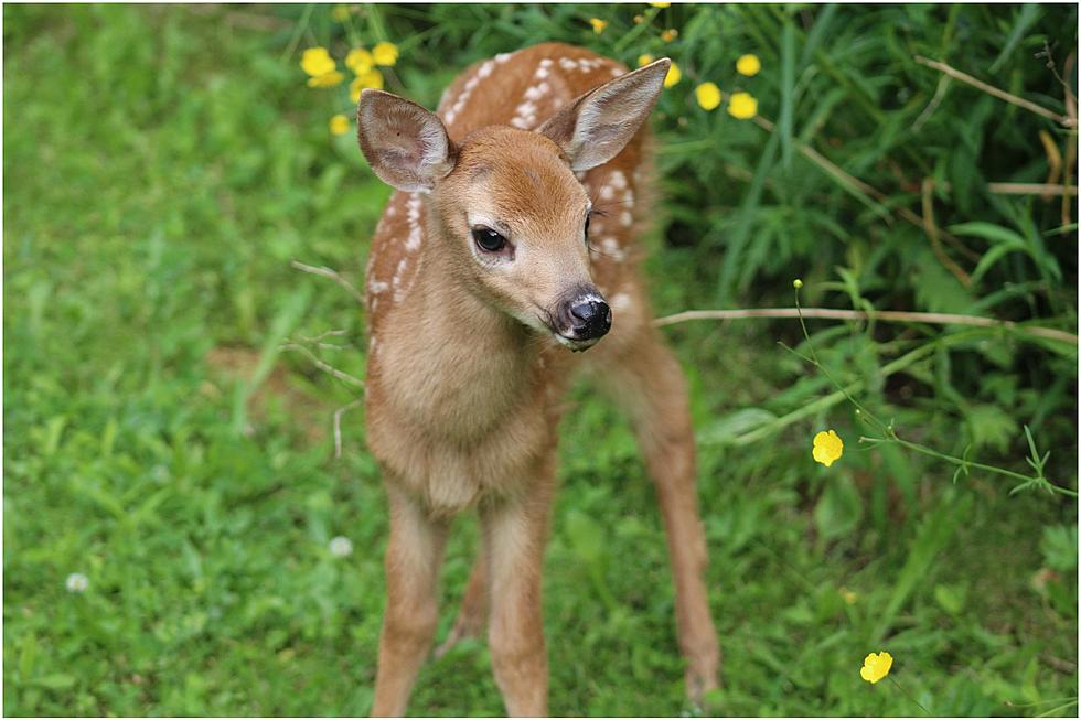 It Was a Fawn-tastic Afternoon Surprise in Orrington