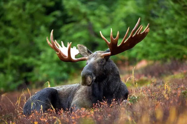 2021 Maine Moose Hunt Underway