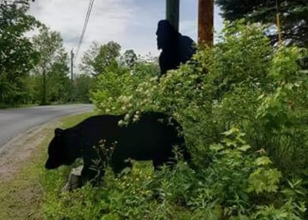 Bigfoot and Bear in Leeds, Maine
