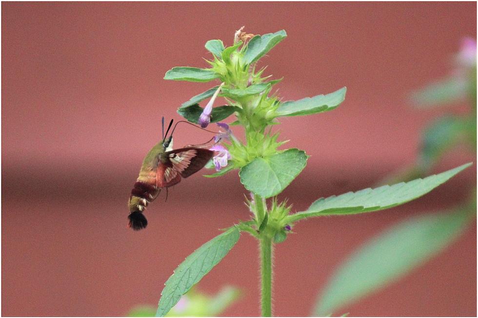 Maine’s Most Beautiful Insect is the Hummingbird Moth