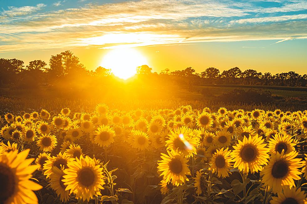 Wander Through a Sea of Sunflowers at this Bradford Farm This Weekend