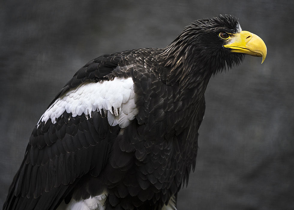 Birdwatchers Flock to the Midcoast to Spot Rare Steller’s Sea-Eagle