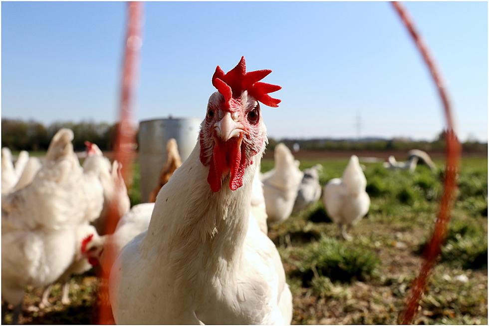 USDA Reveals a Maine Flock of Backyard Chickens had the Avian Flu