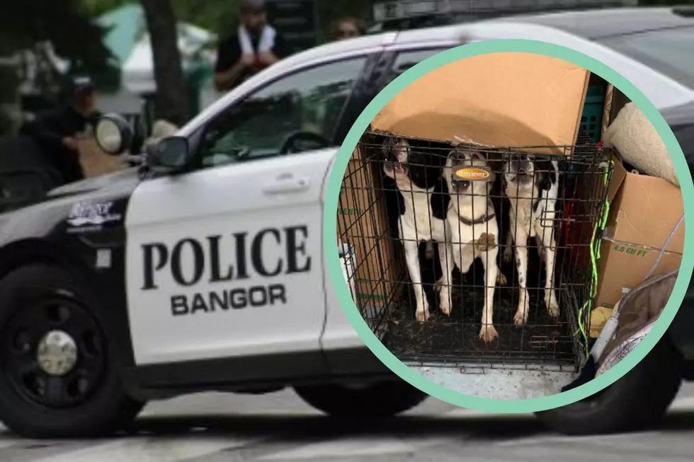 Newport Man Who Left 3 Dogs in a Bangor Storage Unit Charged